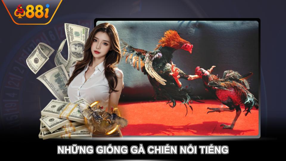 Những giống gà chiến nổi tiếng tại sảnh cược